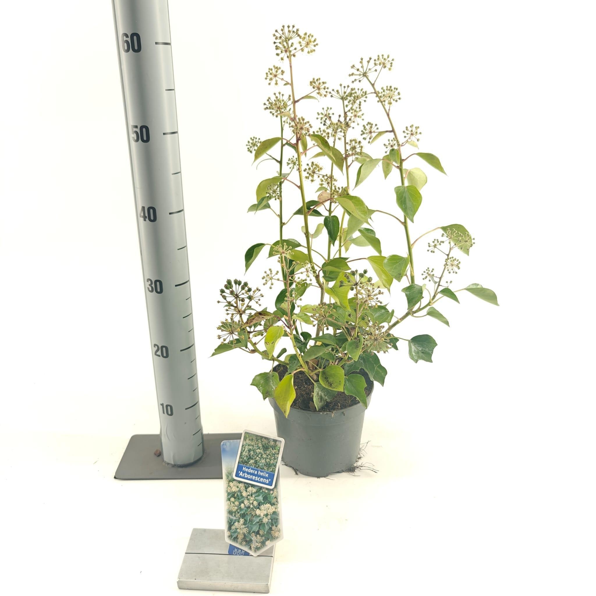 Hedera helix 'Arborescens', D 17