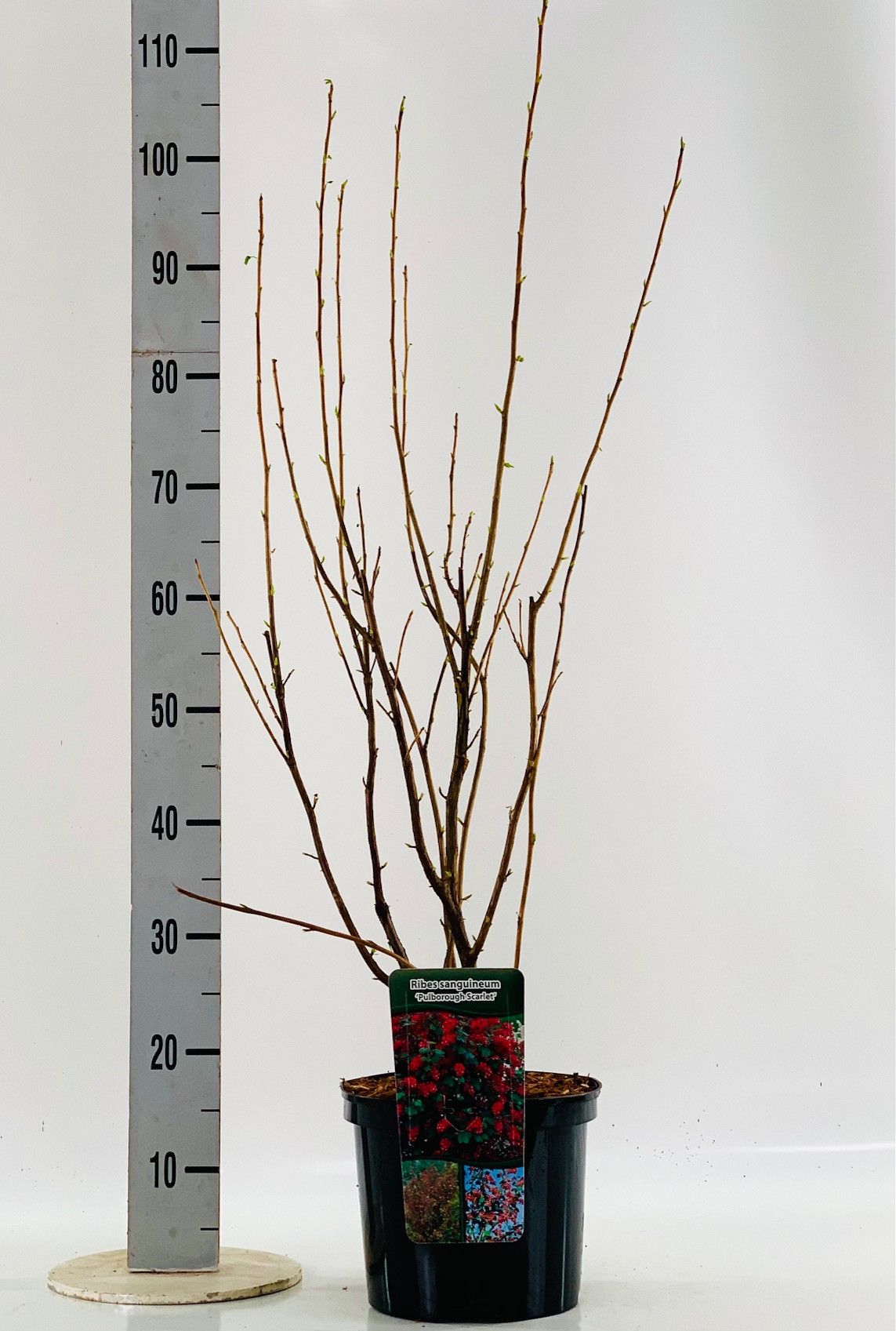 Ribes sang. 'Pulborough Scarlet', D 23