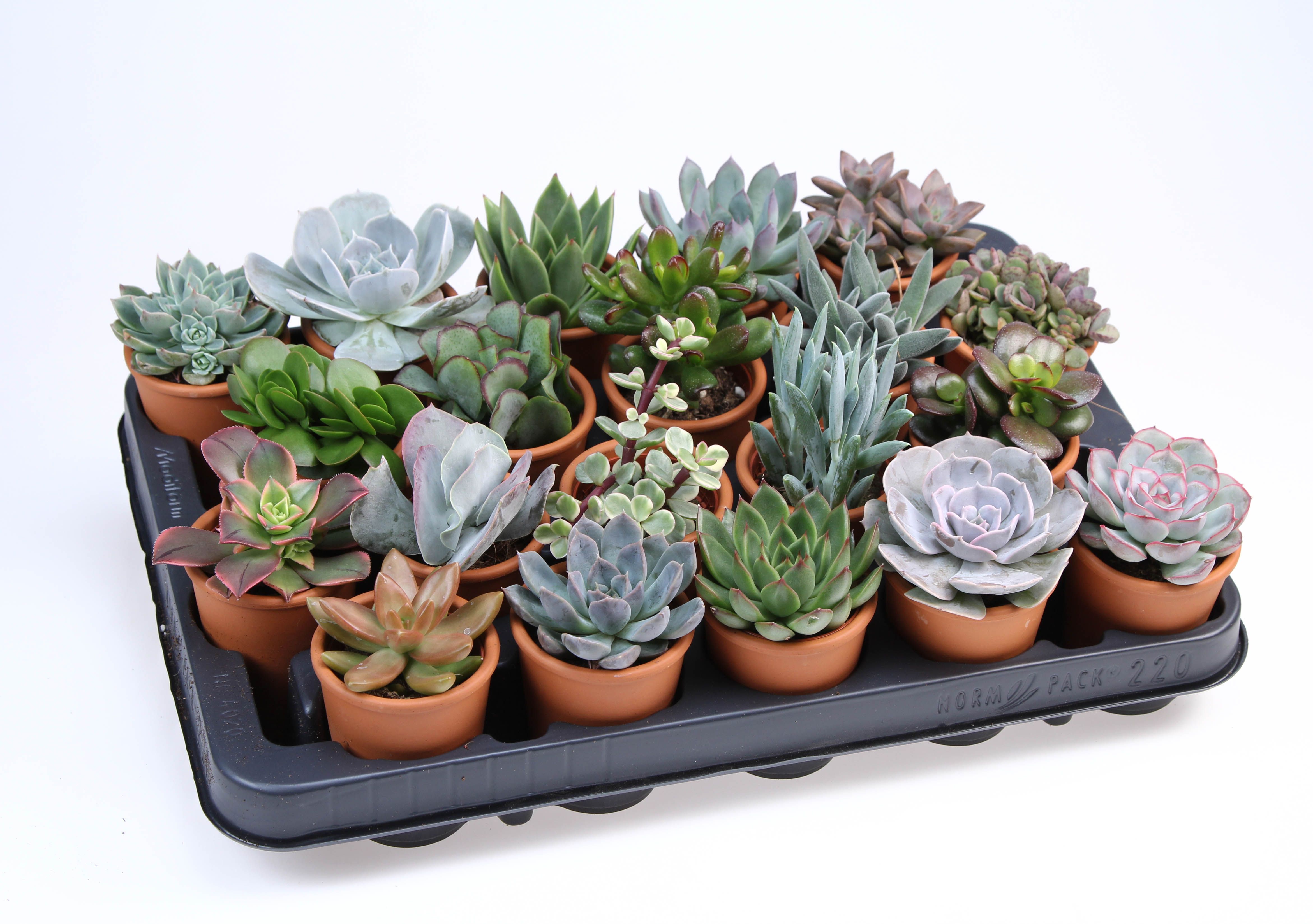 Succulent rozenpot, D 7