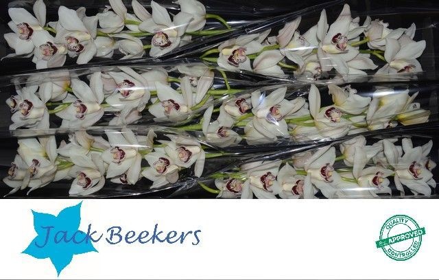 Цимбидиум Миссис Эсми x6 80, шт.