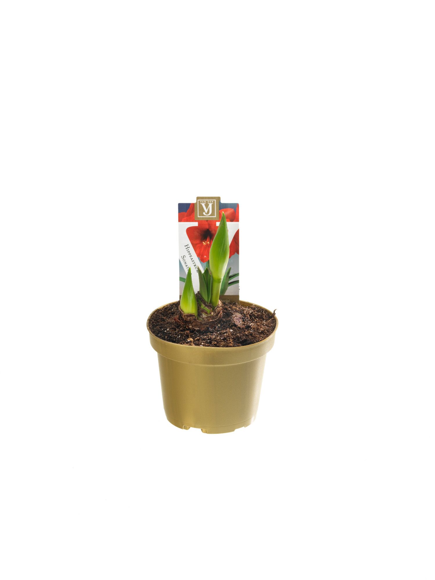 Hippeastrum Sonatini Red, D 10