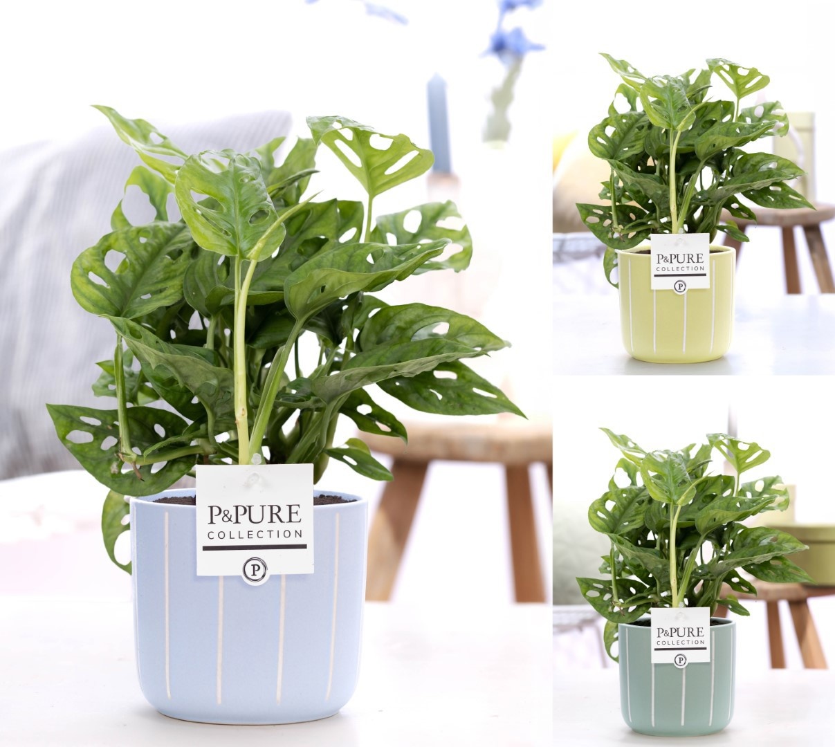 Monstera Adansonii in P&PURE FLeur cer. ass. 3, D 12