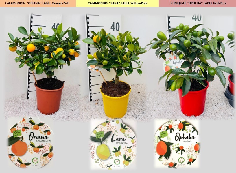 Citrus Mix-Tray 3 Var. medi-stem, D 14