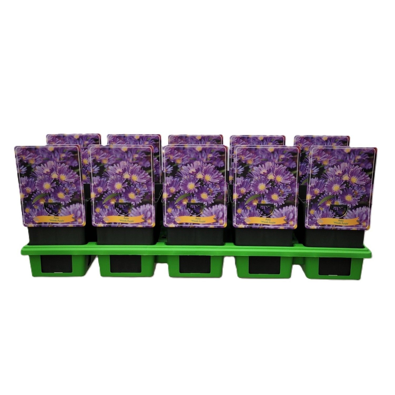 Aster 'Wood's Purple' P11, D 11