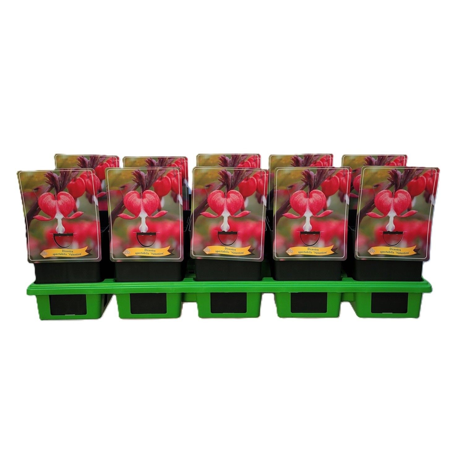 Dicentra spectabilis Valentine P11, D 11