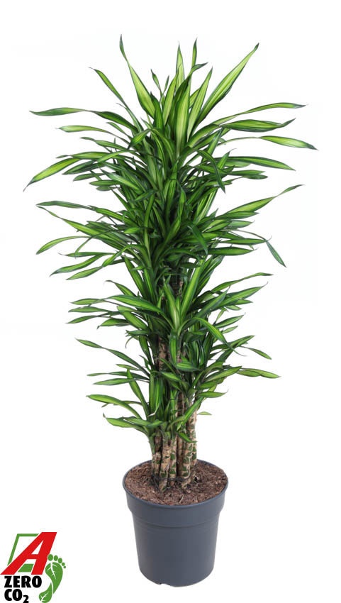 Dracaena Riki vertakt P31, D 31