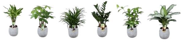 Groenmix p17 betonpot ribbel - foto is indicatief, D 17