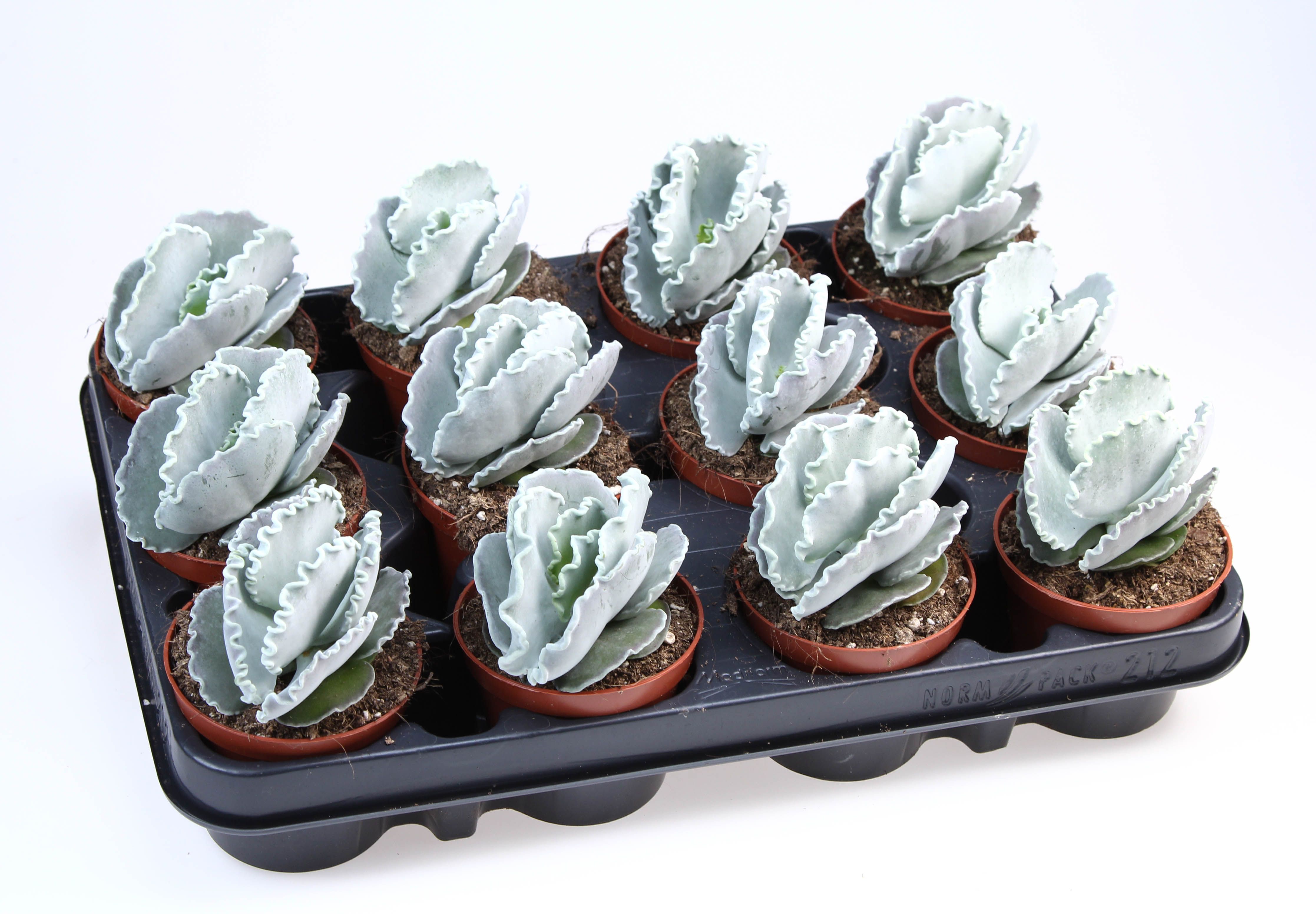 Cotyledon undulata, D 8,5