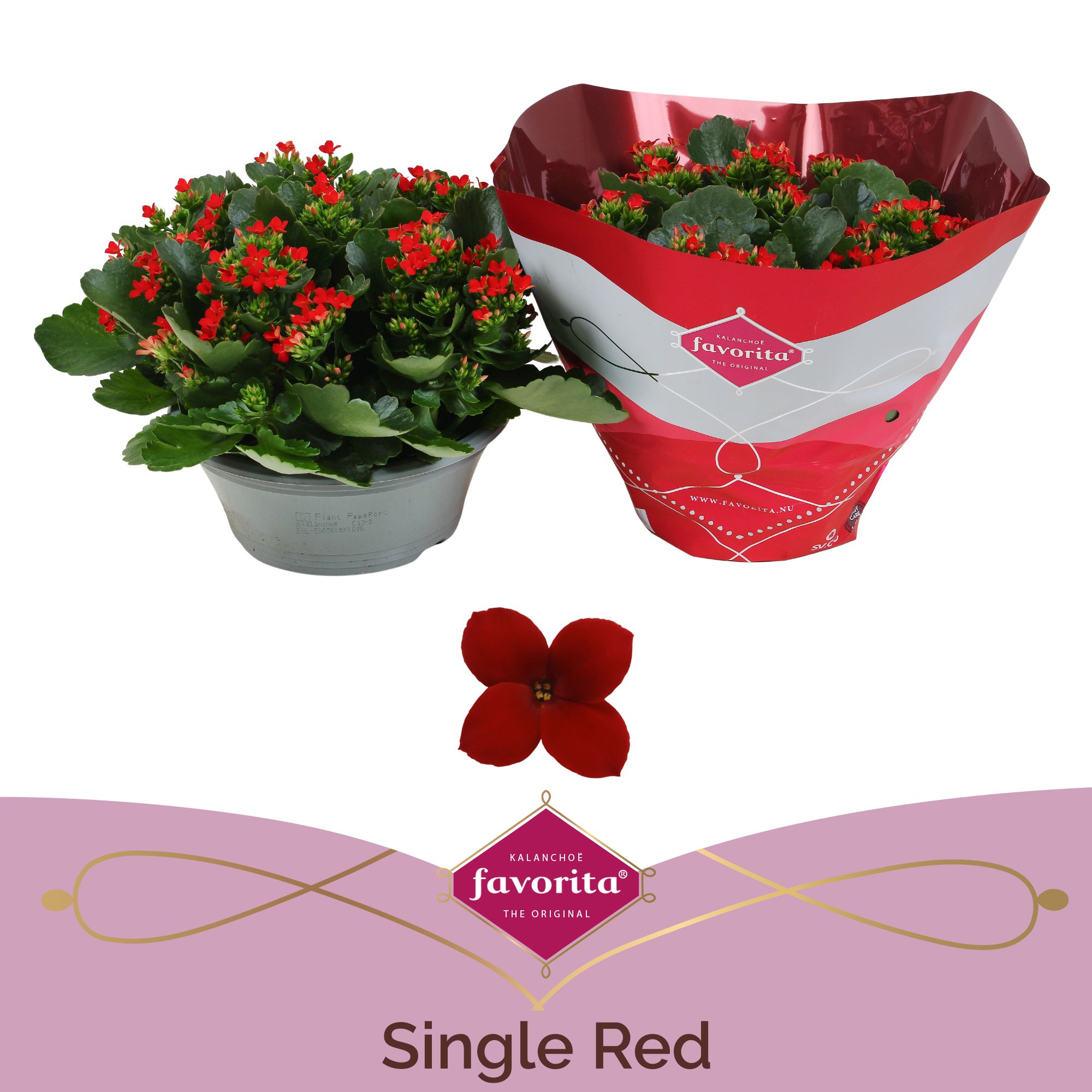 Kalanchoë Single Red in SV.COloursleeve, D 23