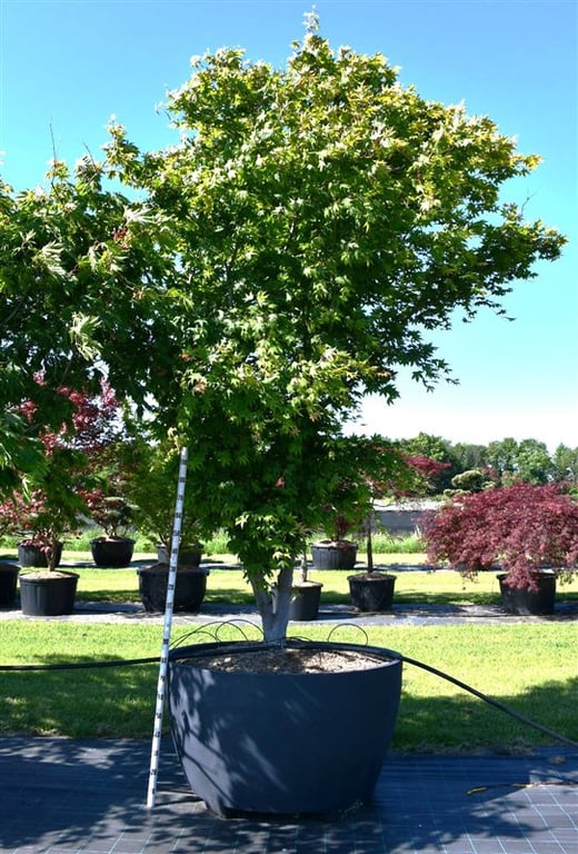 Acer pal. 'Osakazuki', D 140