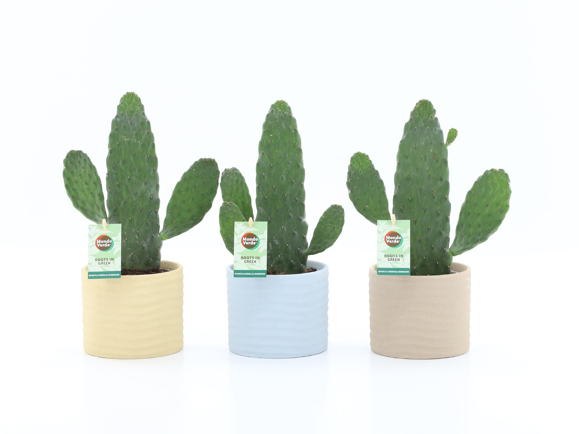 Opuntia rubescens Consolea in Ibiza keramiek, D 13