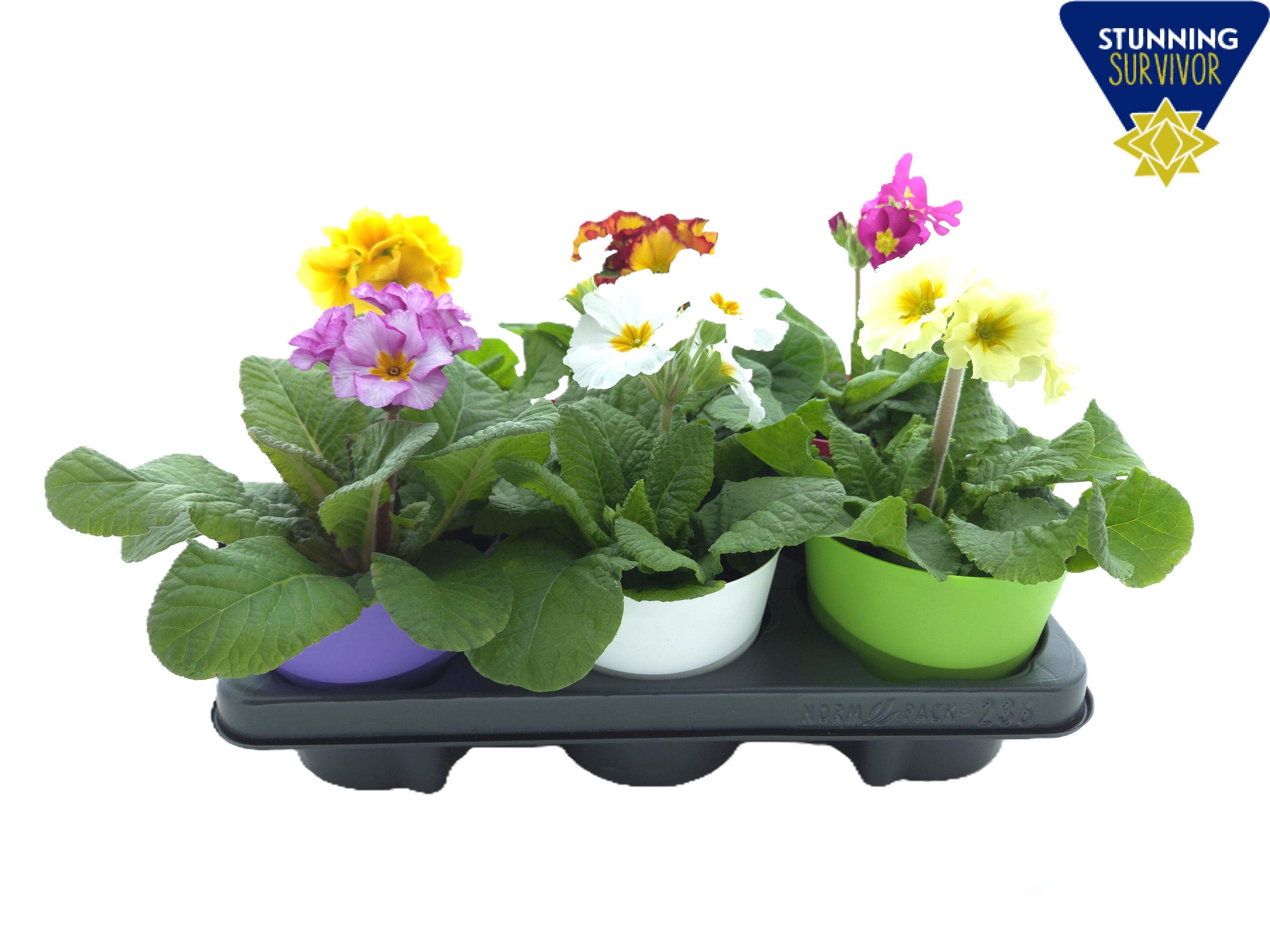 Primula elatior mix ton sur ton, D 12,5