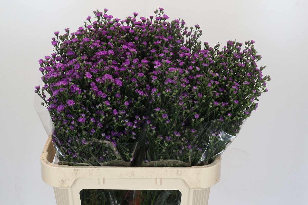 Астер Асти Мини Бэби Пинк 80, шт.