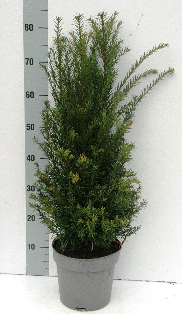 Taxus baccata, D 28