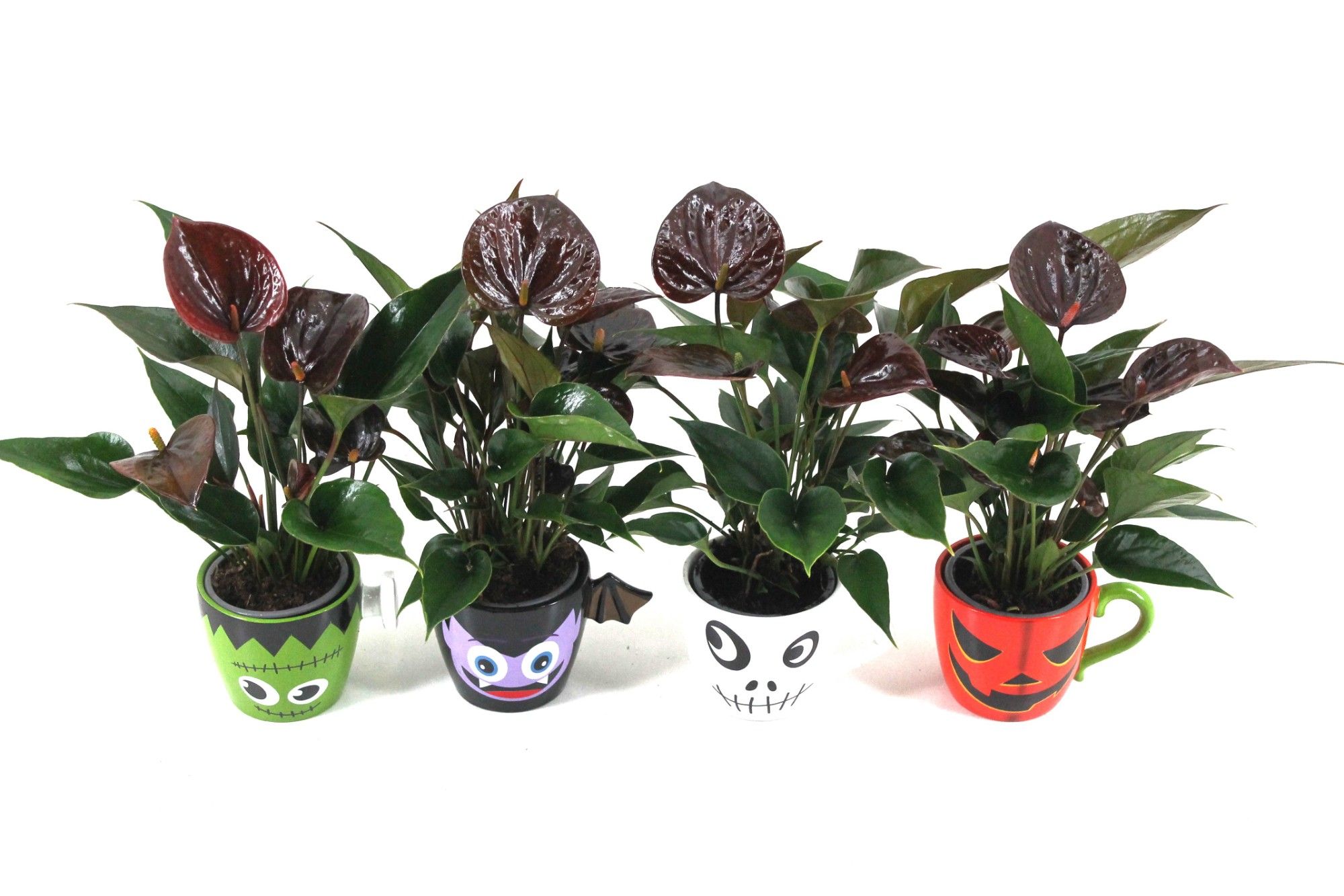 Anthurium XL.106 Chelsey Chocolate met keramieken Halloween mok, D 9