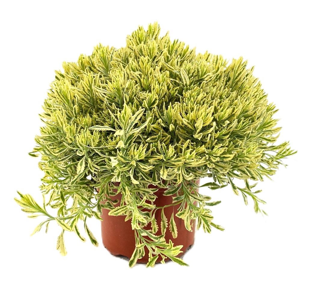 Lavandula variagata, D 24