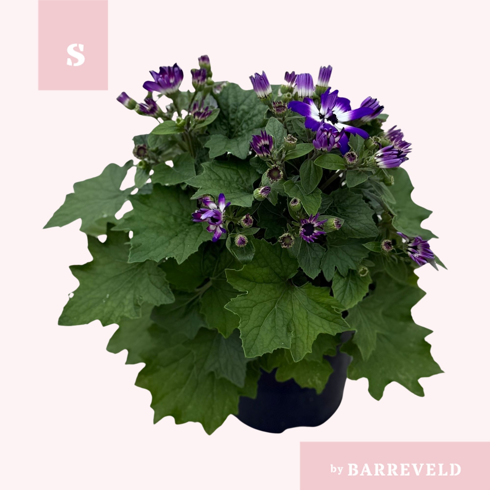 Pericallis Bicolor Blauw, D 14