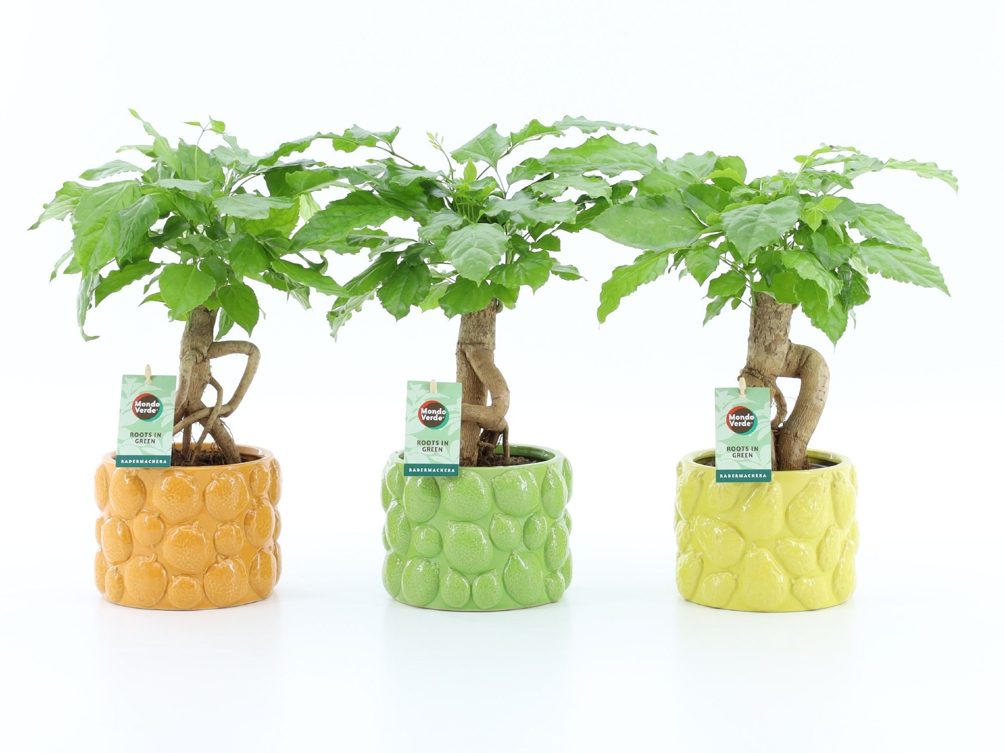 Radermachera Bonsai in Dolce Frutta, D 15