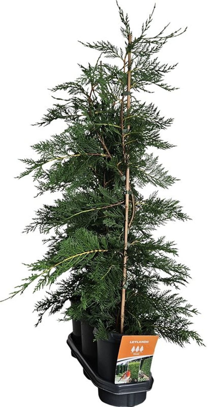 Hedgeline Cupressocyparis leylandii 80-100 C4, D 21