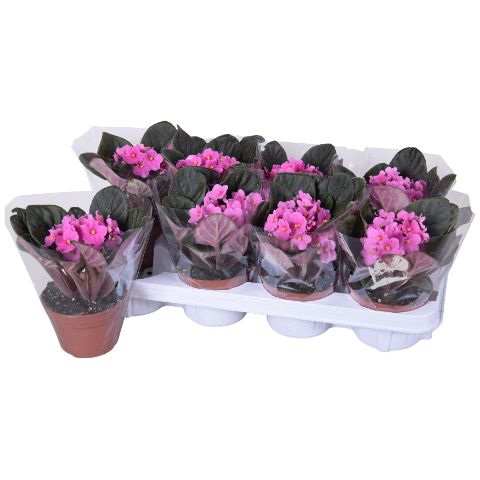 Saintpaulia Roze Blanco hoes x8, D 12