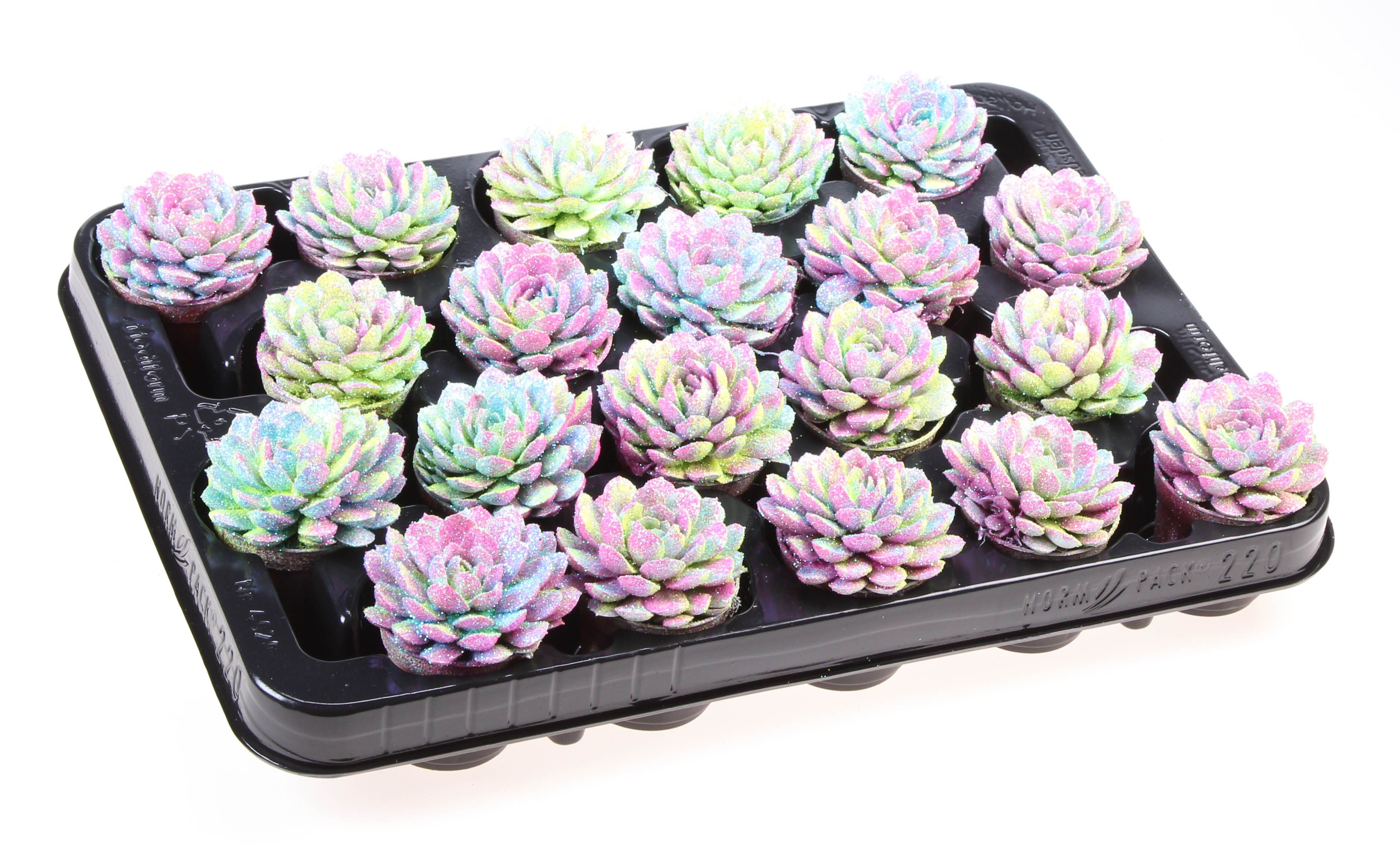 Elegans multi glitter mix, D 5,5