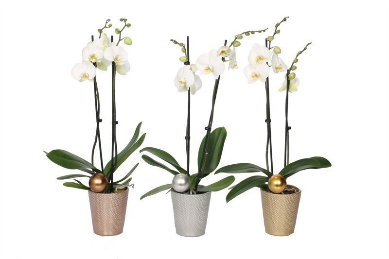 Zoe p12 dots mix luxury Phal white 2T14+, D 12