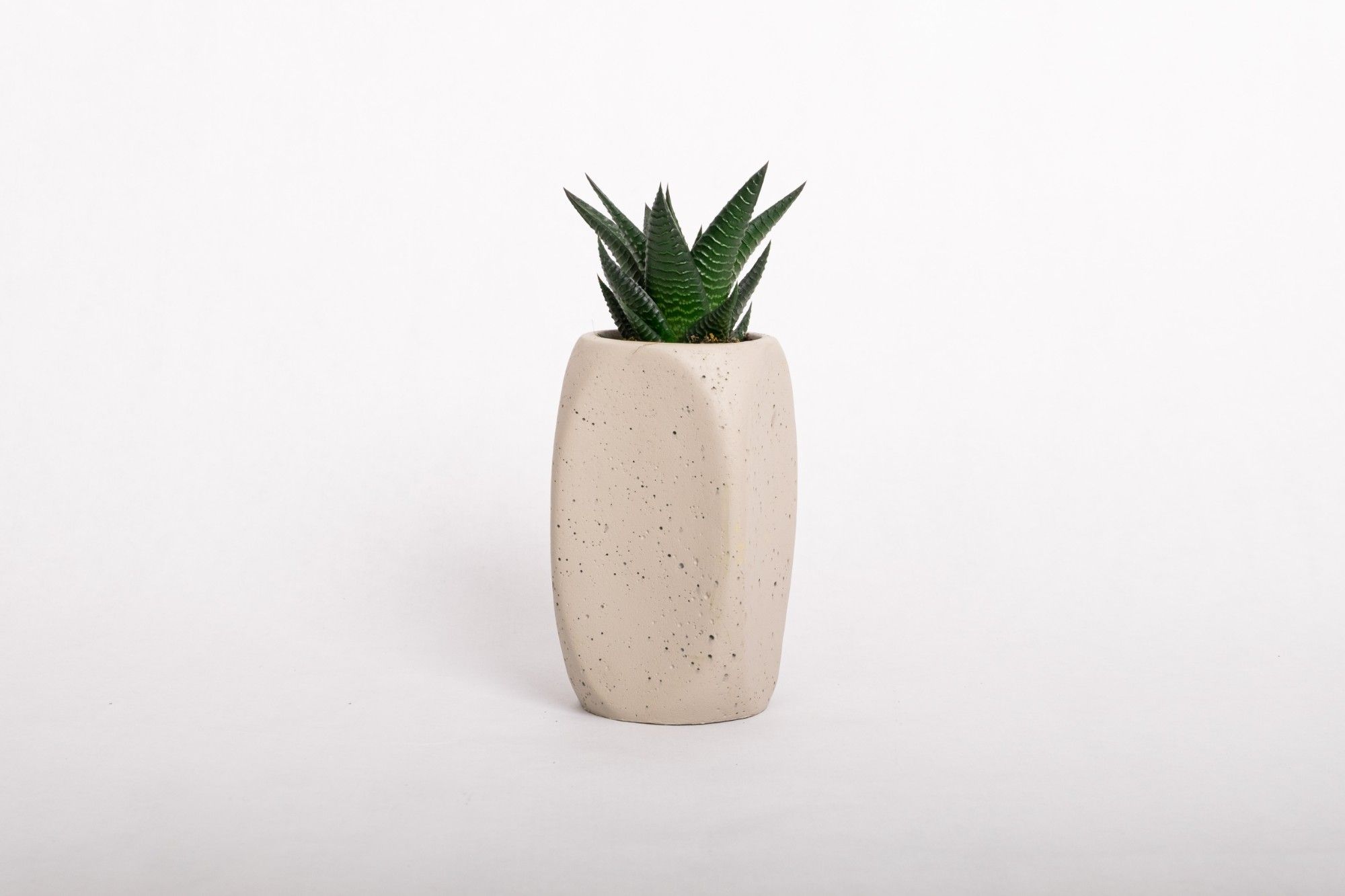 Androgyny with Succulent mix, D 6