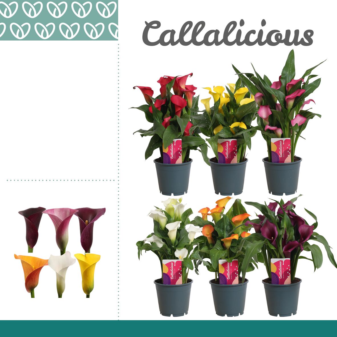Zantedeschia (Calla) Mix, D 14