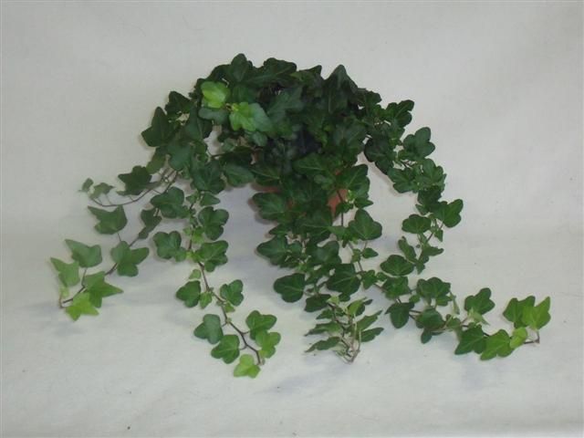 Mini Wonder 13cm, D 13