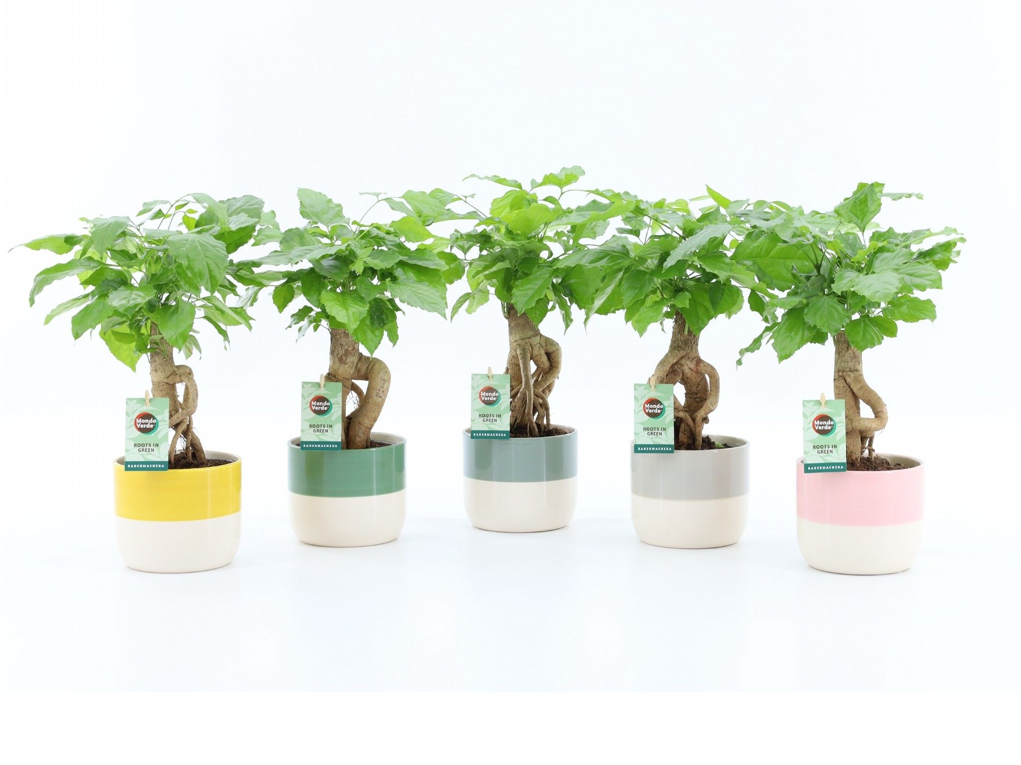 Radermachera Bonsai in Two-Tone keramiek, D 14