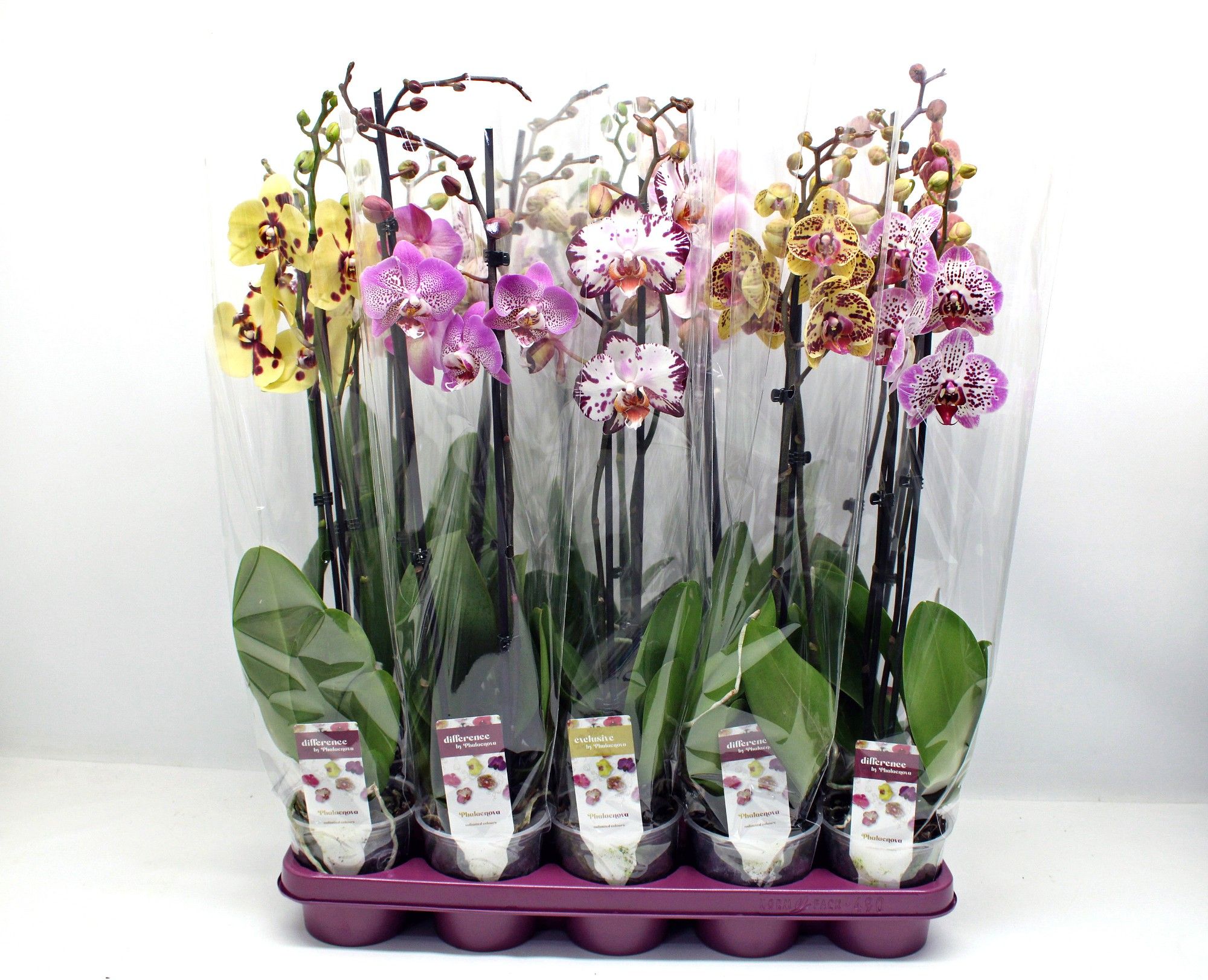 Gevlekte mix 2-tak 60cm (RIJP), D 12