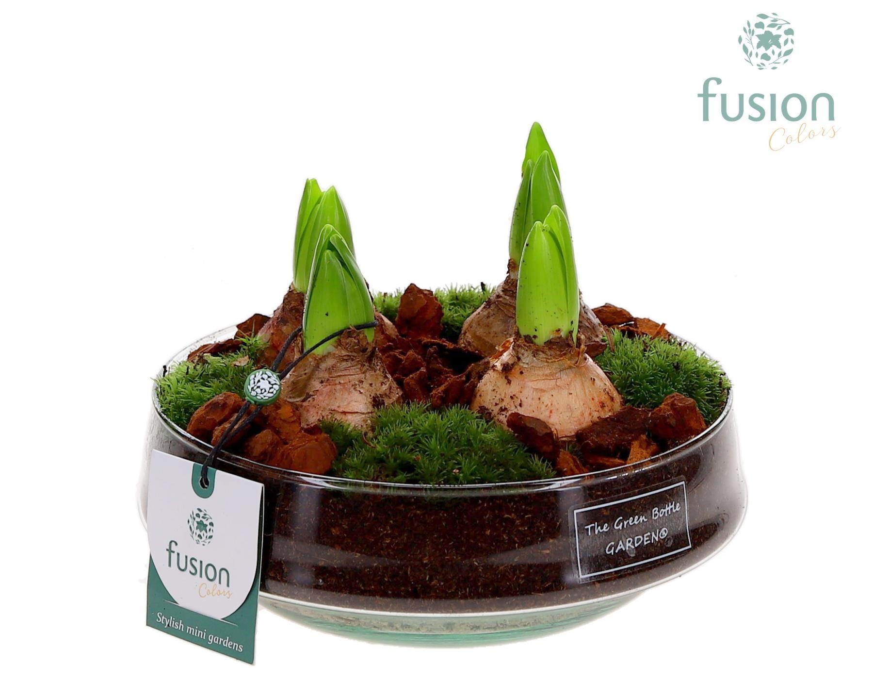 Green Bottle Iris Medium met Hyacinten, D 19