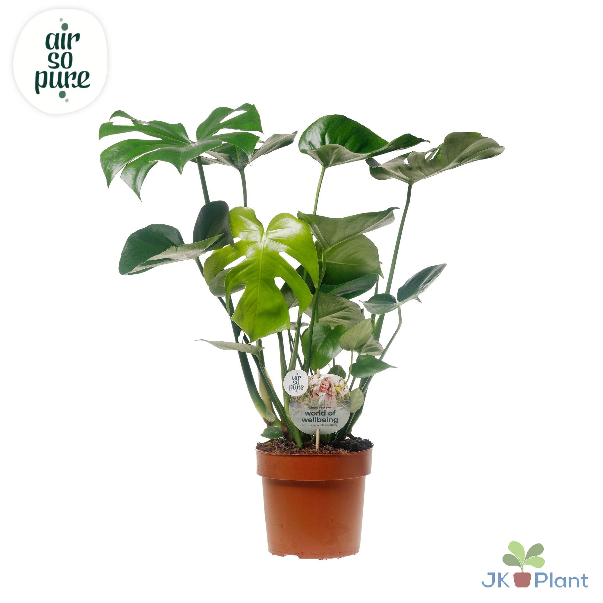 Monstera Deliciosa "Disc etiket Air So Pure" -> less plastic, D 21