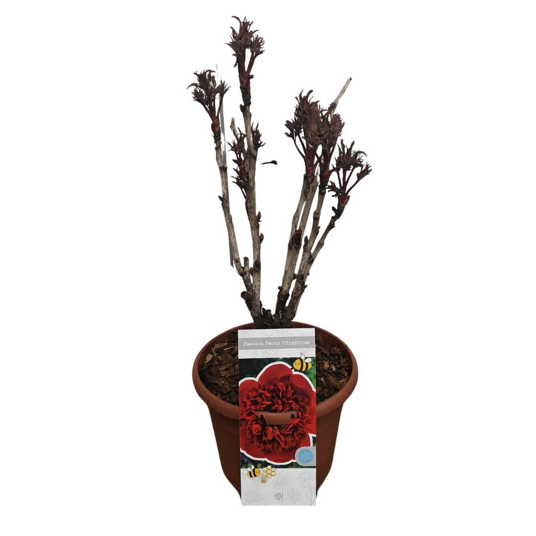 Paeonia Woody suffruticosa red, D 26