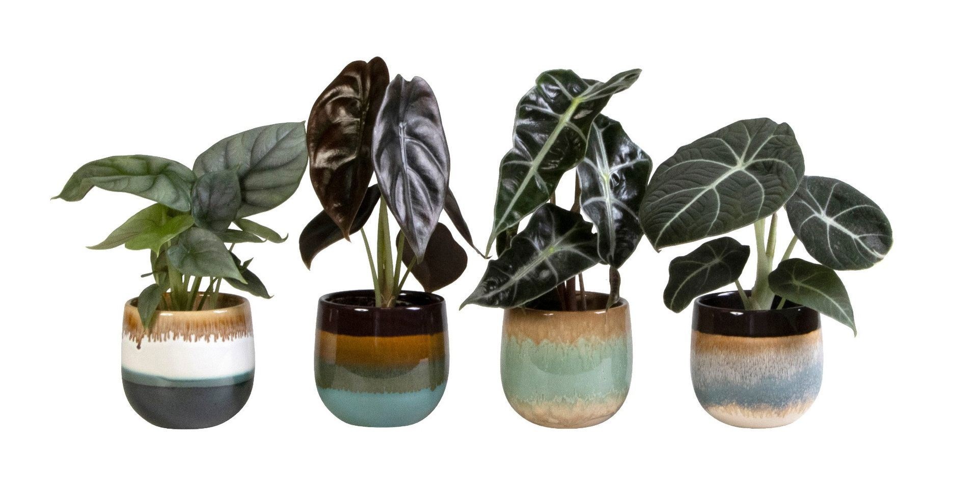 L 65531 with Alocasia Mix, D 6