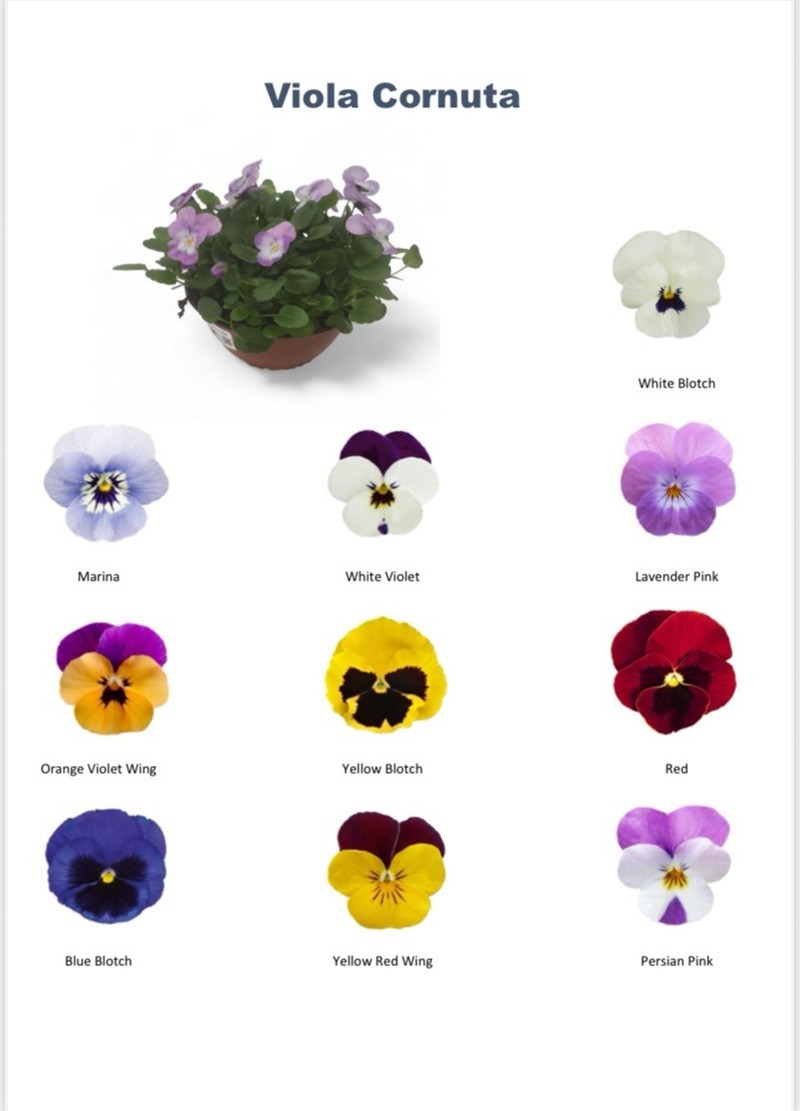 VIOLA CORNUTA-HYBRID, D 15