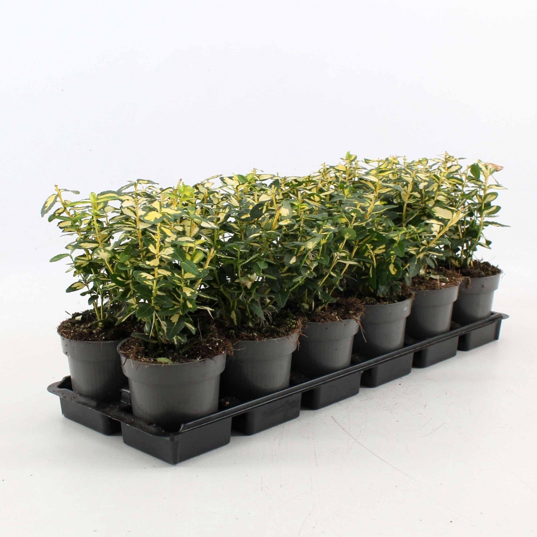 Euonymus fort. Blondy, D 9