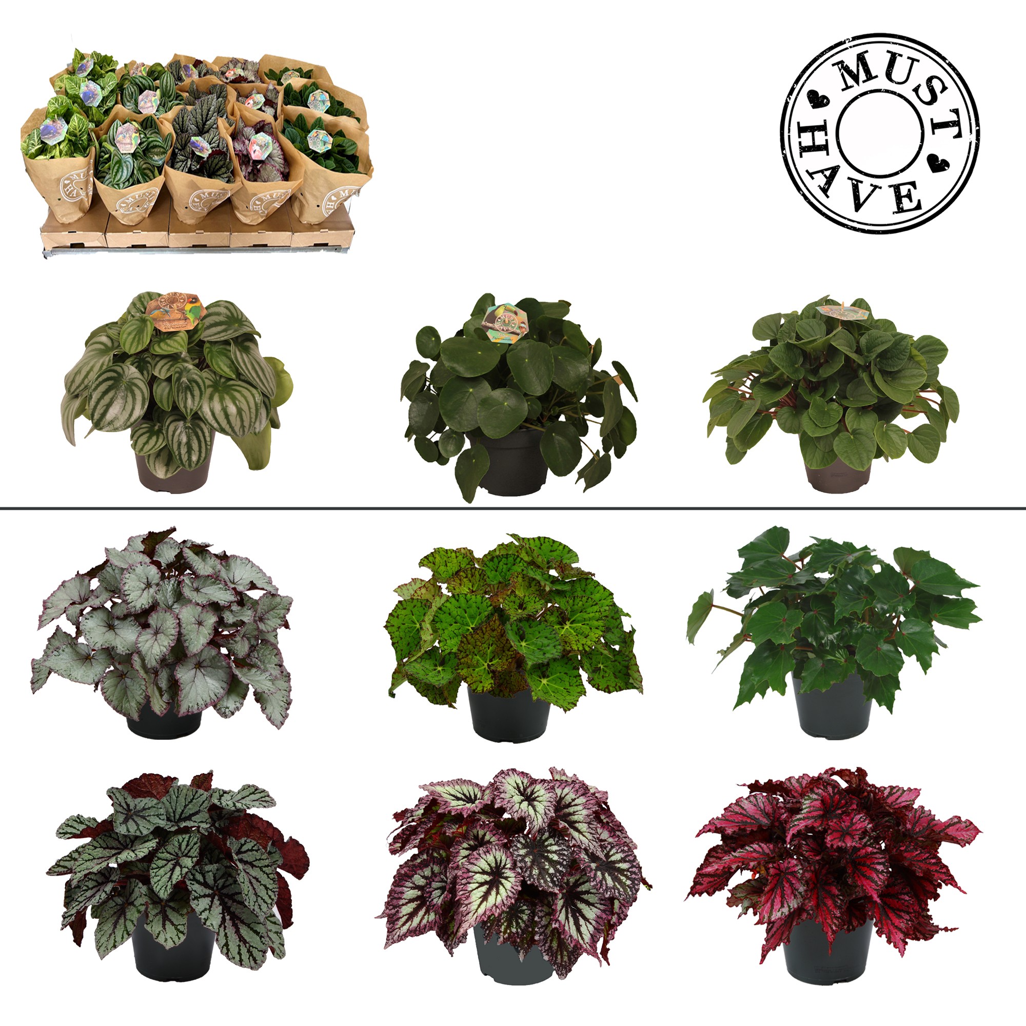 Kamerplanten Groen MIX per laag, D 17