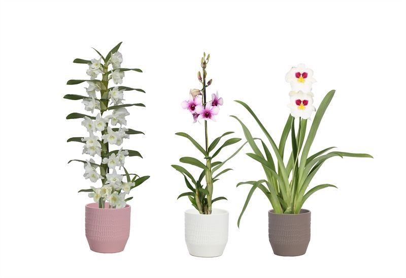 Tirza p12 scores mix Orchideeen mix 1T, D 12