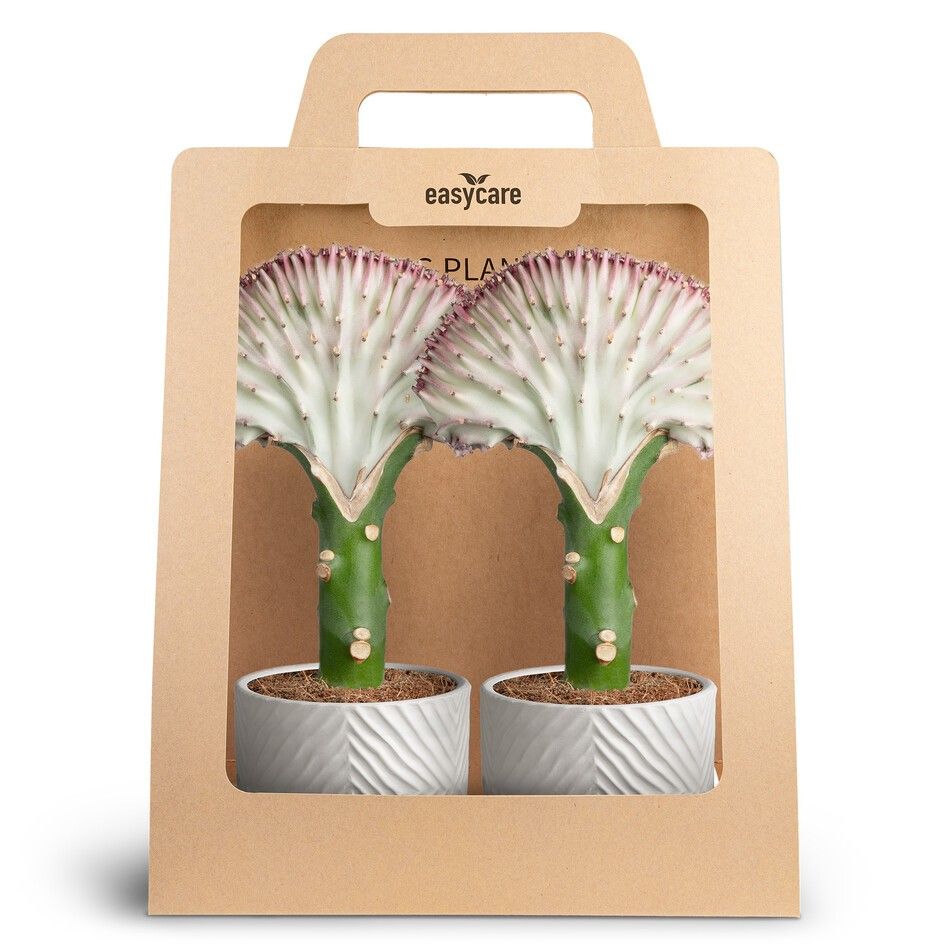 2-Pack Dune Lactea, D 10