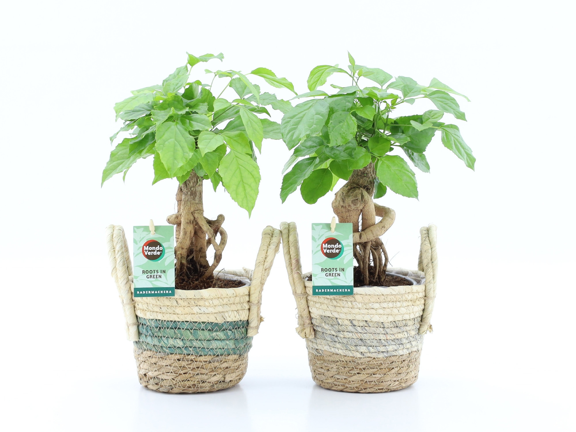 Radermachera Bonsai in Noah Stripe, D 14