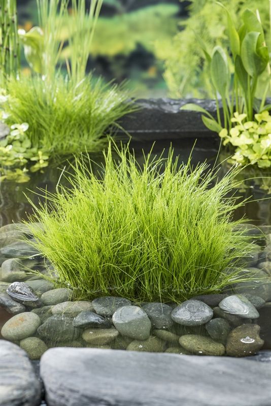 Eleocharis acicularis, D 9