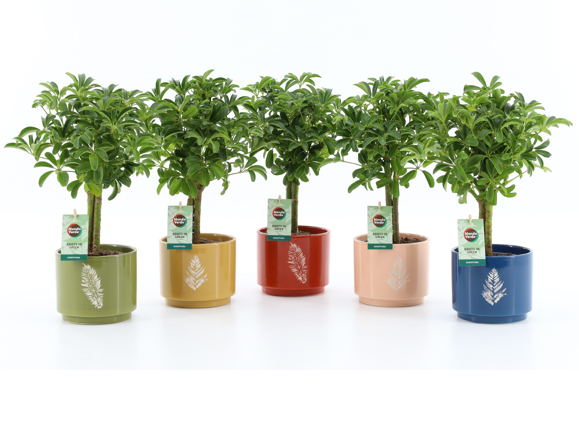 Schefflera Luseana in Artistique Keramiek, D 13