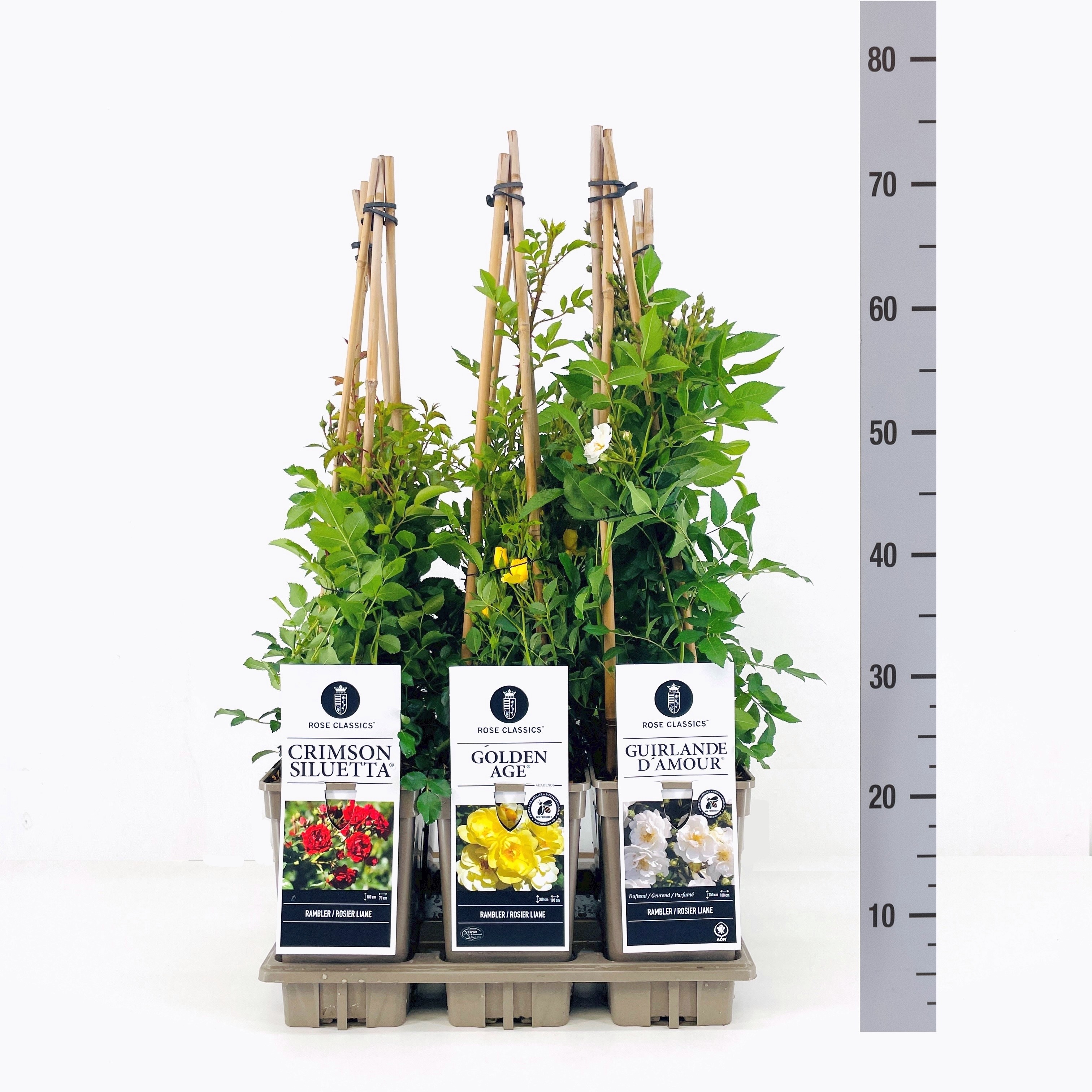 Rose Classics Ramblerroos mix, C3, 3 stok 75cm, D 17