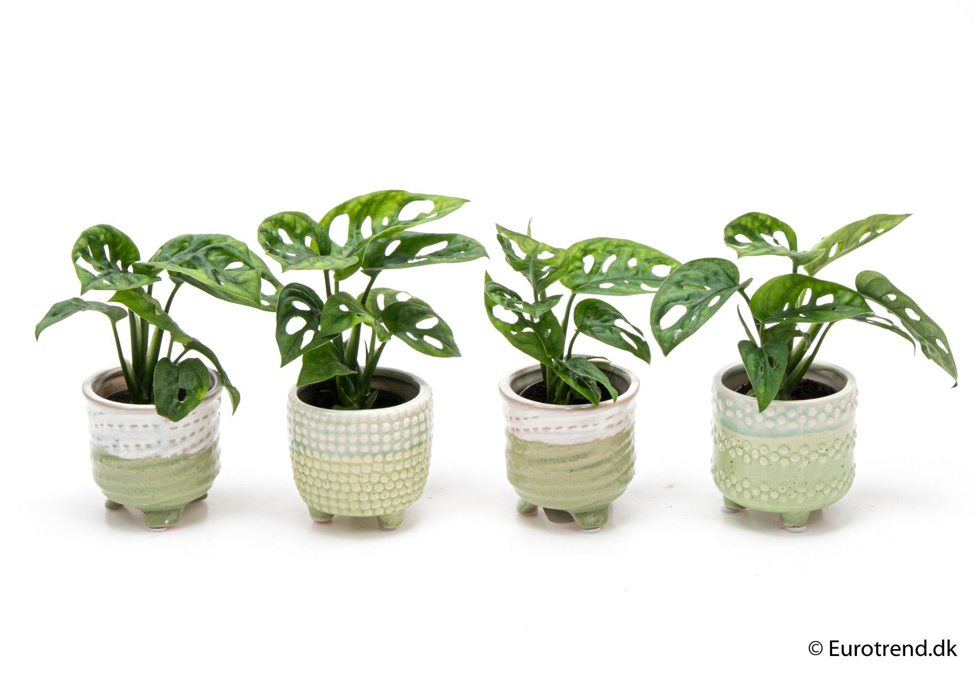 Philodendron adansonii in ceramic - New Look 2025, D 6