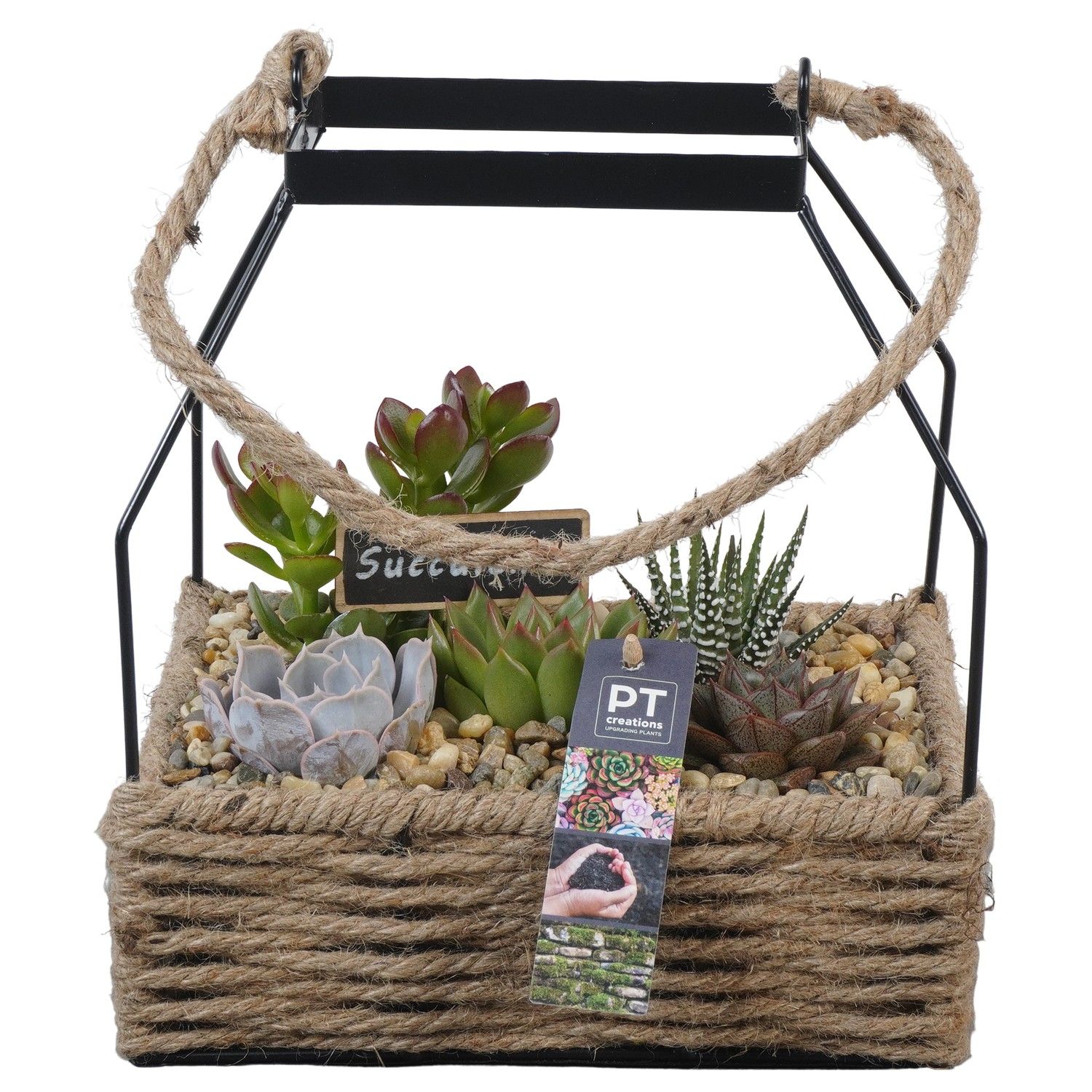 PTSU8499 Arrangement Succulenten in rechthoekige touwmand met metaal, D 22