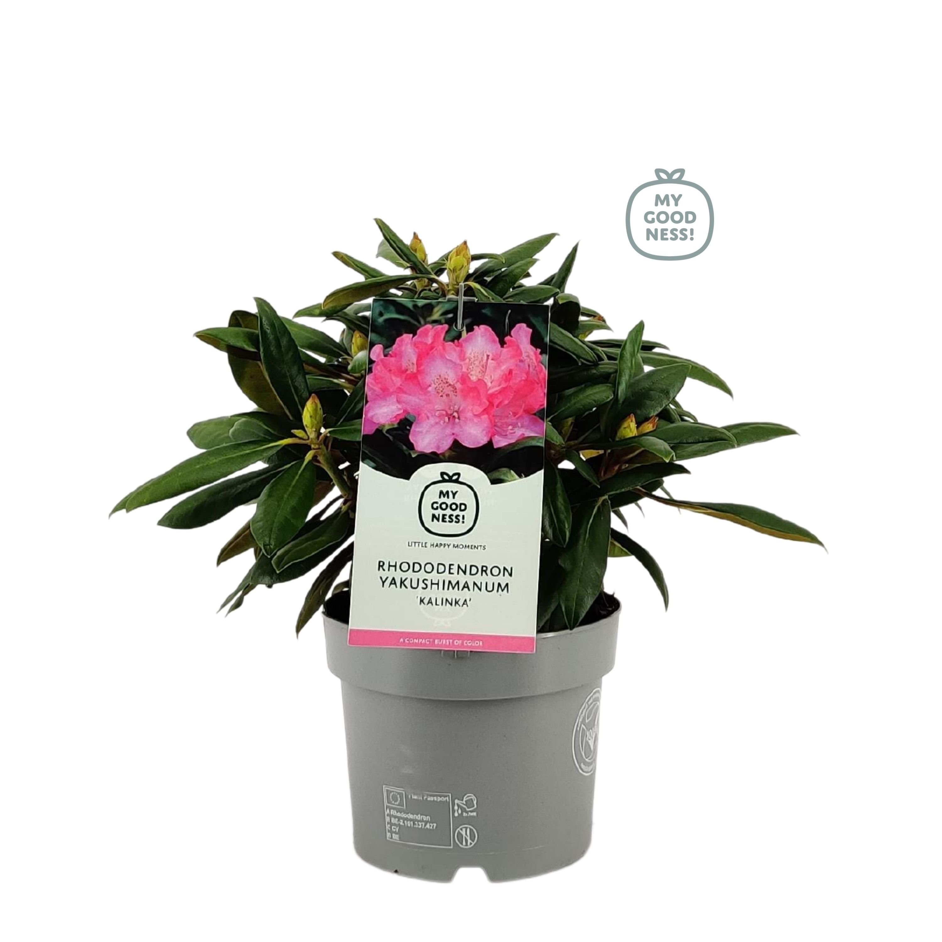 Rhododendron 30-40 /4 liter 'Kalinka' yakushimanum, D 21