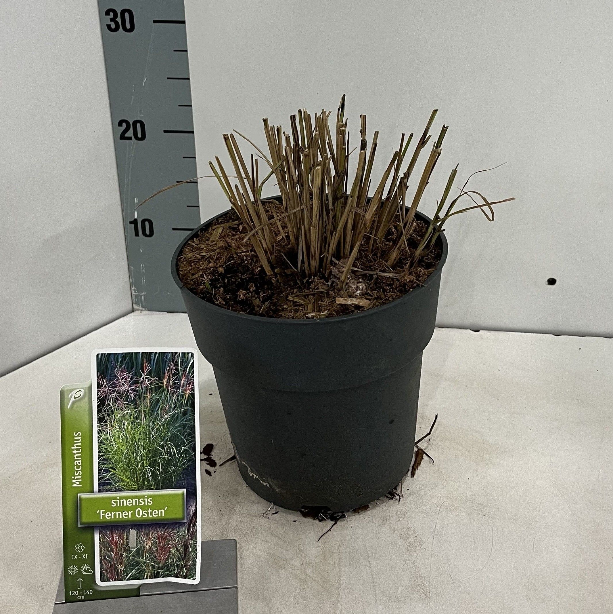 Miscanthus sin. 'Ferner Osten', D 17