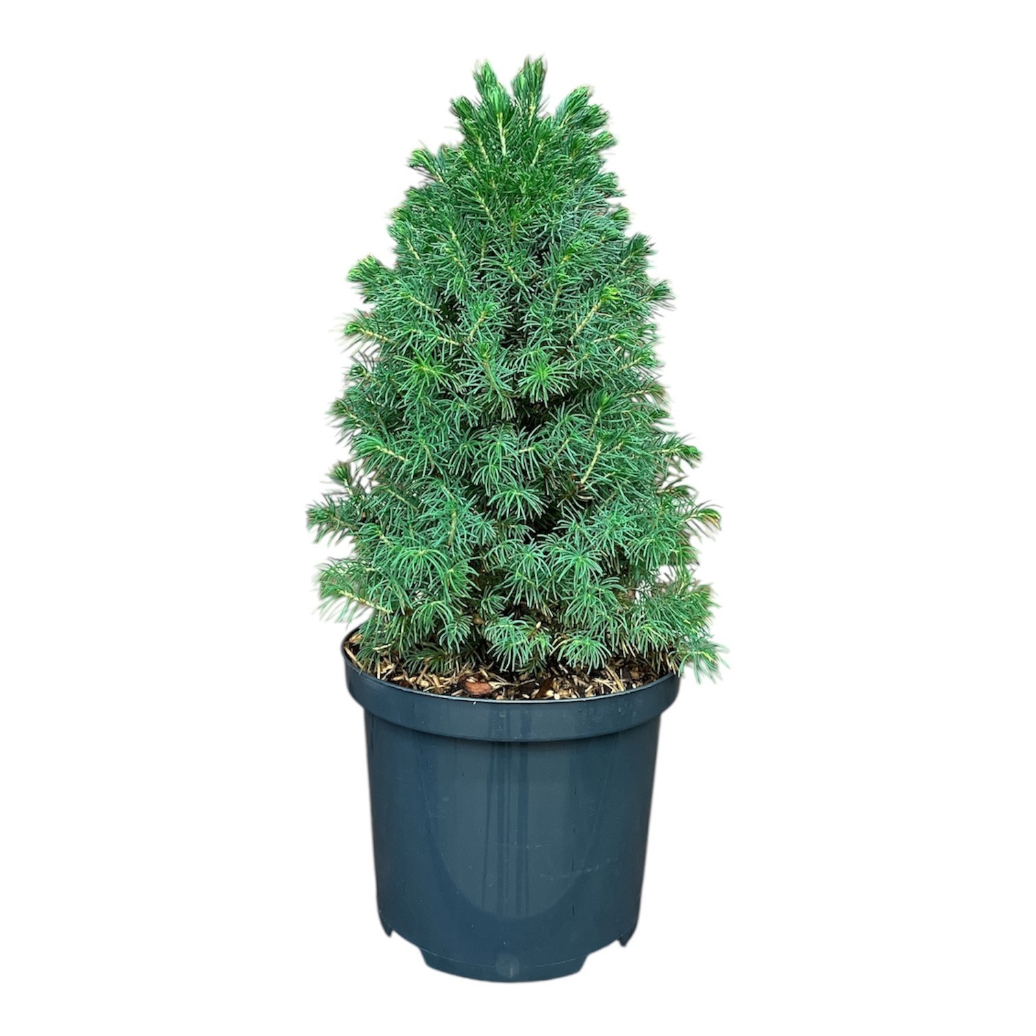 Picea g. 'Sander's Blue', D 18