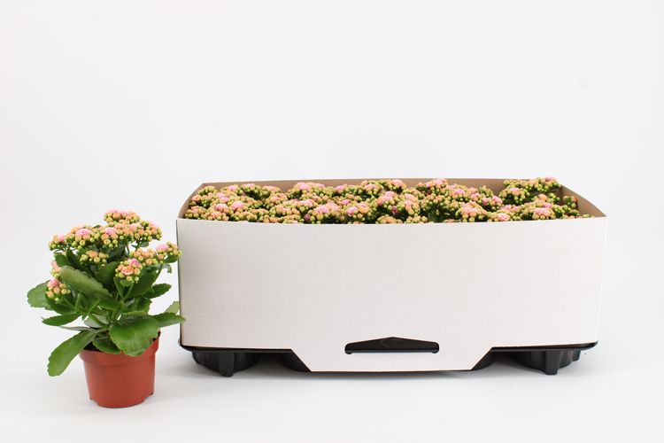 Kalanchoe Double Pink-White, in kraag, D 10,5